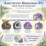 Crystal Amethyst Hedgehog Pet (ADOPTE ME PLEASE) 🥰