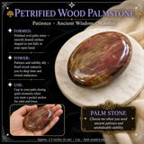 Palmstone de madeira petrificada