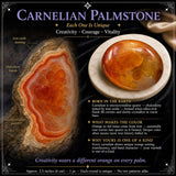 Pietra di palma corniola